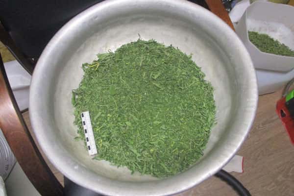 В Нижнем Тагиле местный житель сбывал марихуану