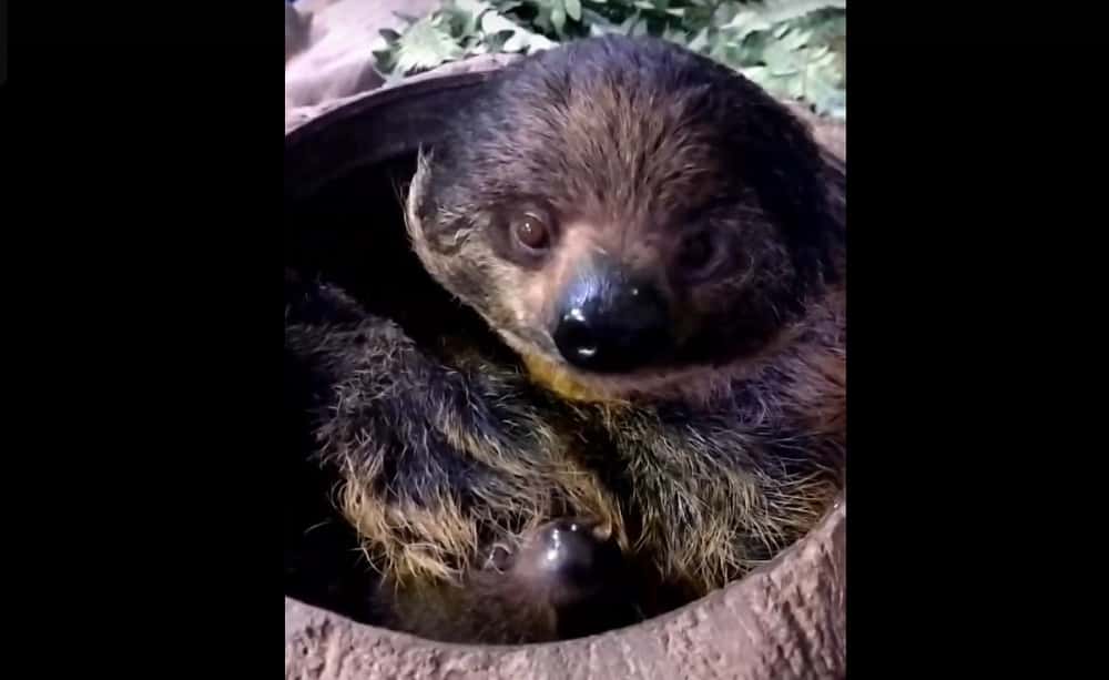 В Екатеринбургском зоопарке у пары ленивцев родился детеныш 