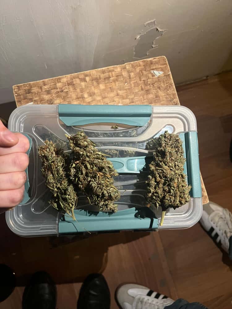 Сбывали марихуану: троих тагильчан задержали за оборот наркотиков