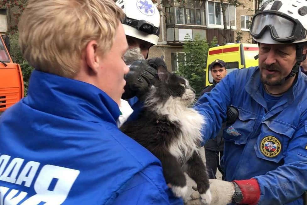 Спасатели продолжают работы: сотрудники МЧС России вытащили кота из-под завалов в Нижнем Тагиле