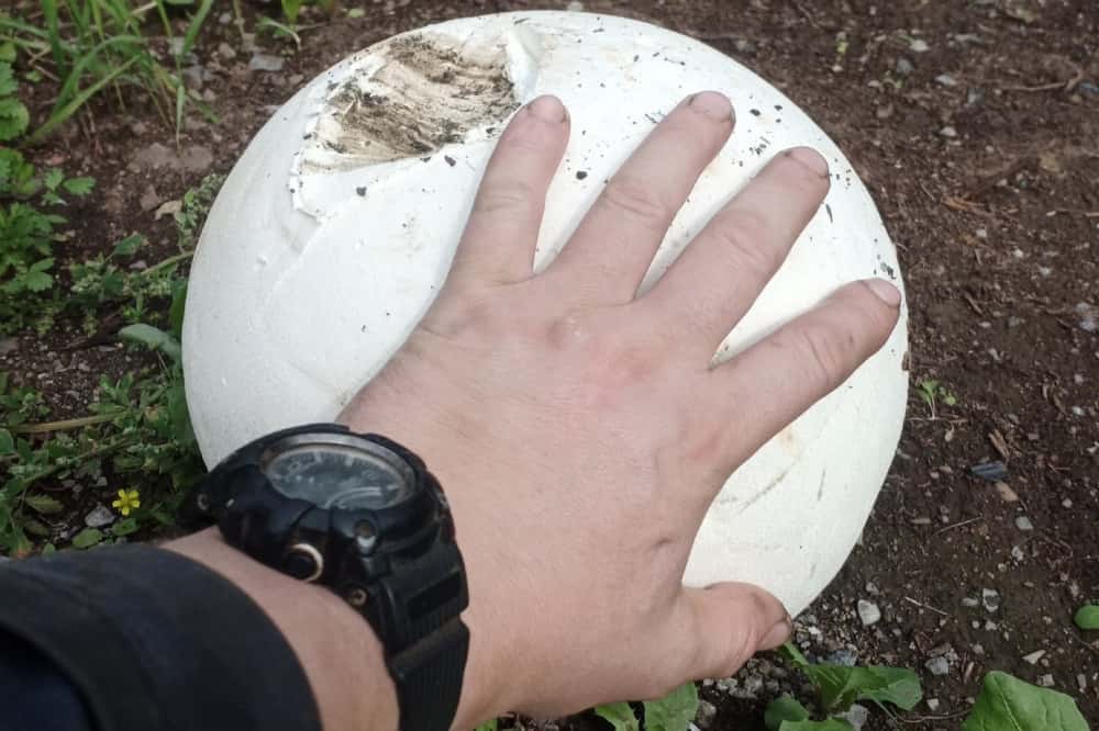 Головачи гигантские, лисички, медовые опята: тагильчане находят грибные поляны в черте города