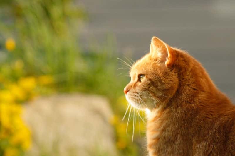 Кошка Мася стала последней спасенной после обрушения дома в Нижнем Тагиле