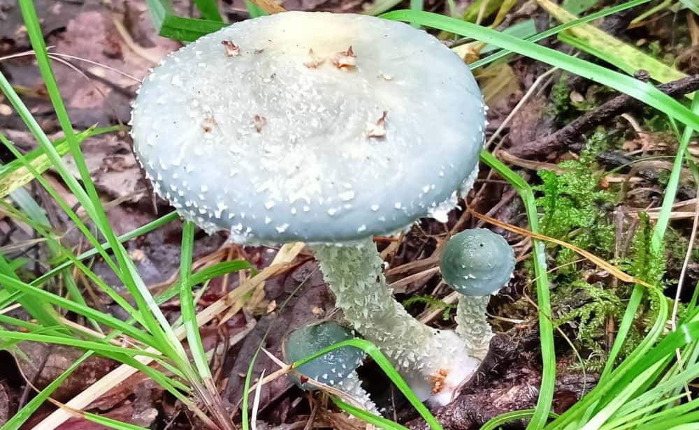 В Нижнем Тагиле нашли голубые грибы