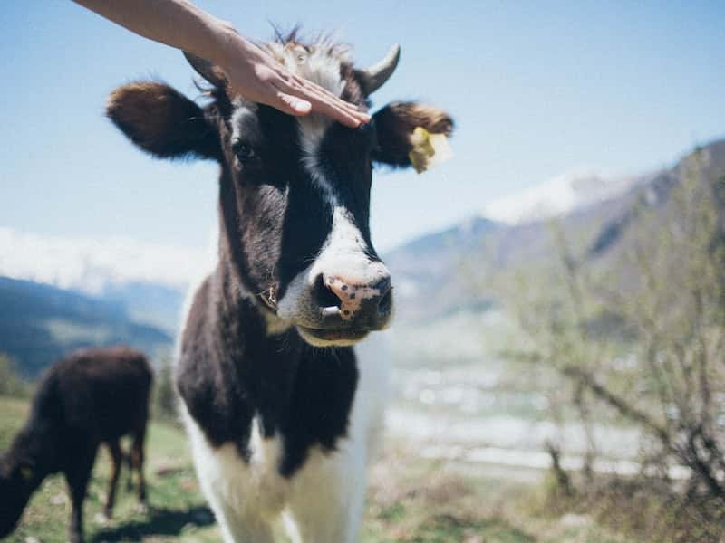«Прям рогатая напасть какая-то», — жителей Висима терроризируют безнадзорные коровы