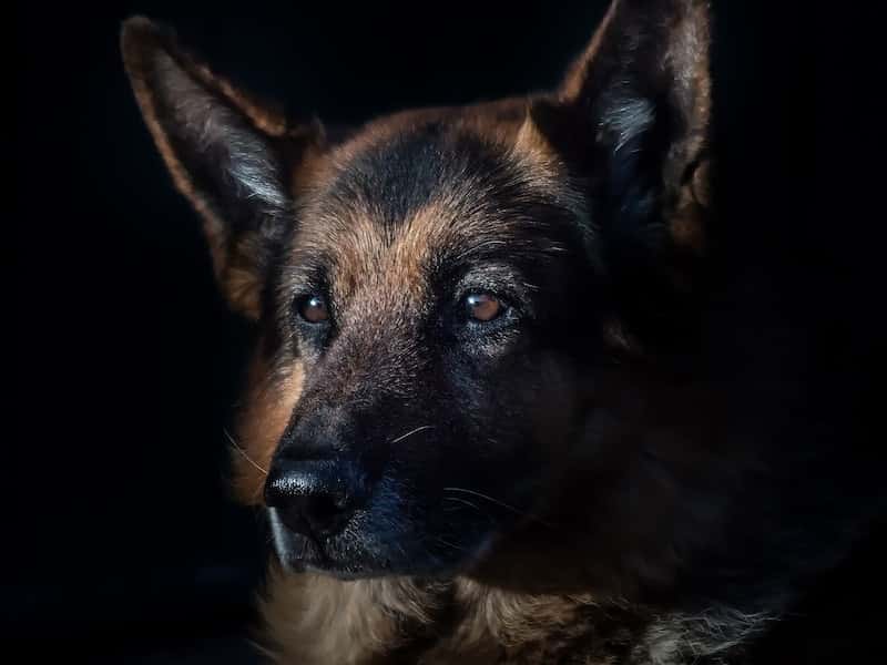 Швейцарская овчарка помогла раскрыть страшное преступление в Нижнем Тагиле