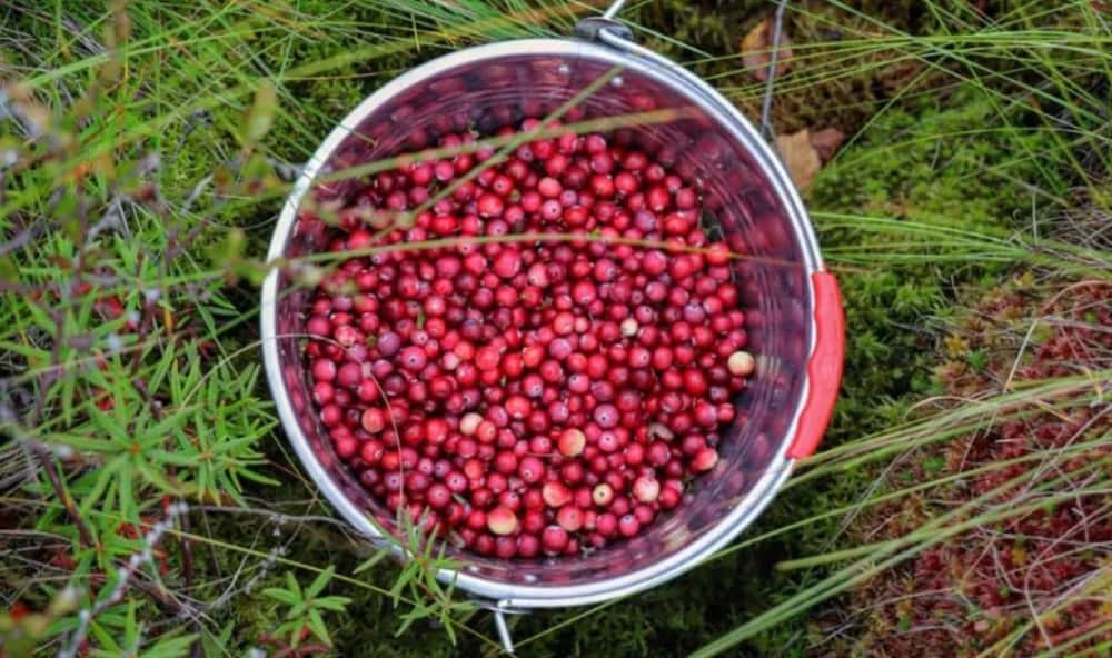 Свердловчане собирают полные корзины клюквы и брусники
