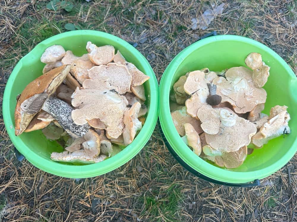 «Вкуснее грибов не ел, аромат грецкого ореха»: свердловчане открыли для себя новый гриб