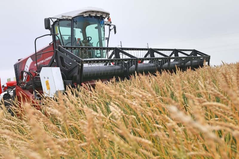 В Свердловской области отметили высокую урожайность: аграрии собрали почти 400 тонн зерна