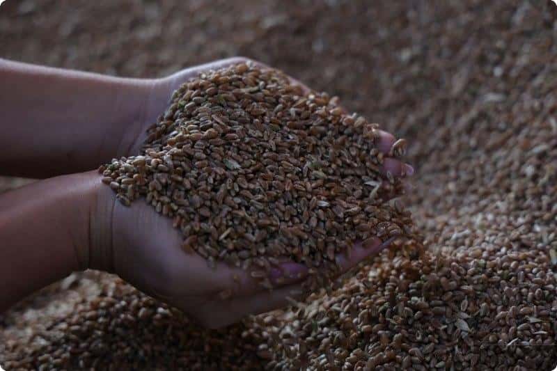 В Свердловской области в 2024 году увеличилась урожайность зерновых культур