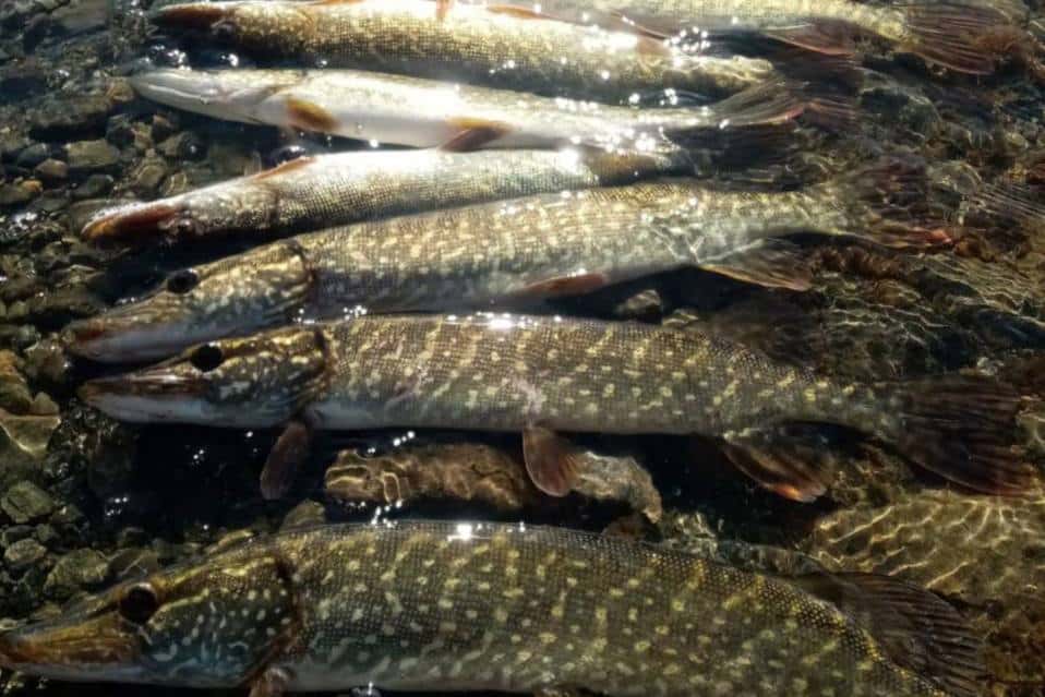 «Самая короткая рыбалка»: на Урале мужчина поймал 15 щук за три часа