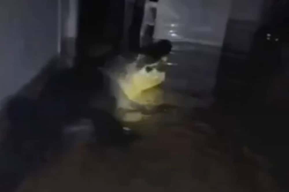 Неожиданные последствия урагана «Милтон»: семья обнаружила в своем доме аллигатора