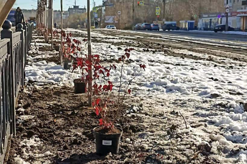 В Нижнем Тагиле приступили к озеленению Ленинградского проспекта