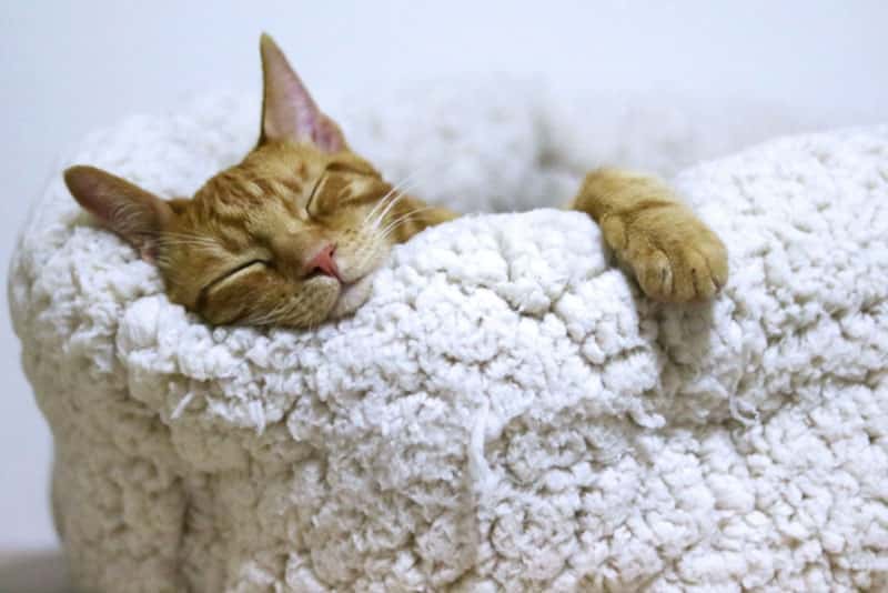 Ученые из университета в Тайбэе нашли постой способ снизить риск развития деменции