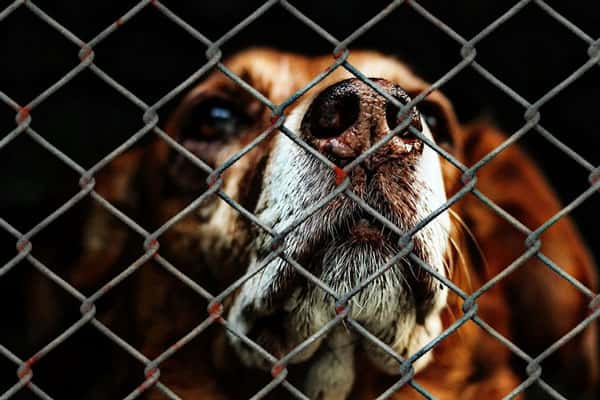 Администрация Нижнего Тагила ищет проектировщика для строительства приюта для бездомных животных