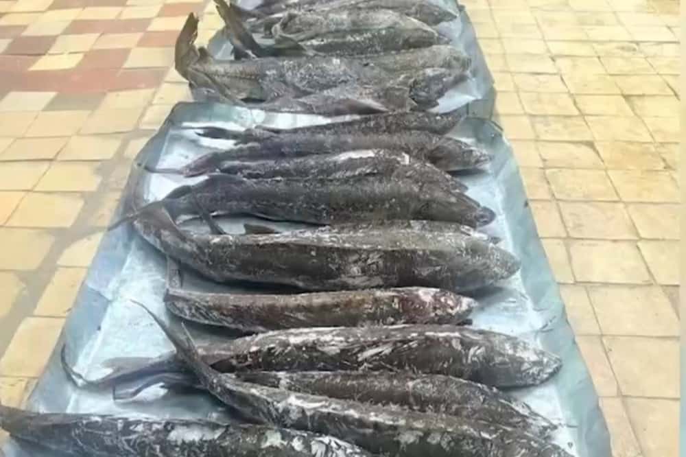 Сотрудники полиции задержали тагильчанина, который незаконно занимался отловом краснокнижных рыб