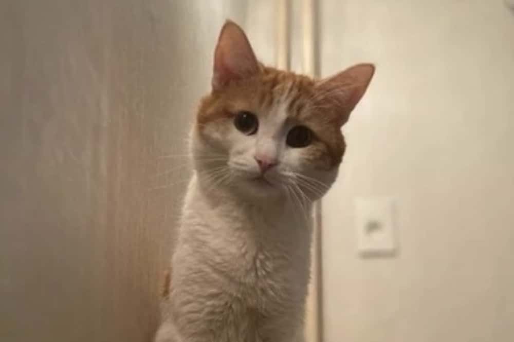 Рыжего кота Твикса выбросила на мороз из поезда не проводница: в деле поставили точку. Видео