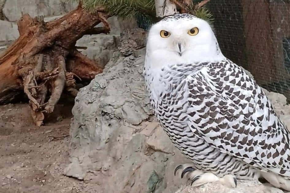 Сова из «Гарри Поттера» появилась в зоопарке в Свердловской области