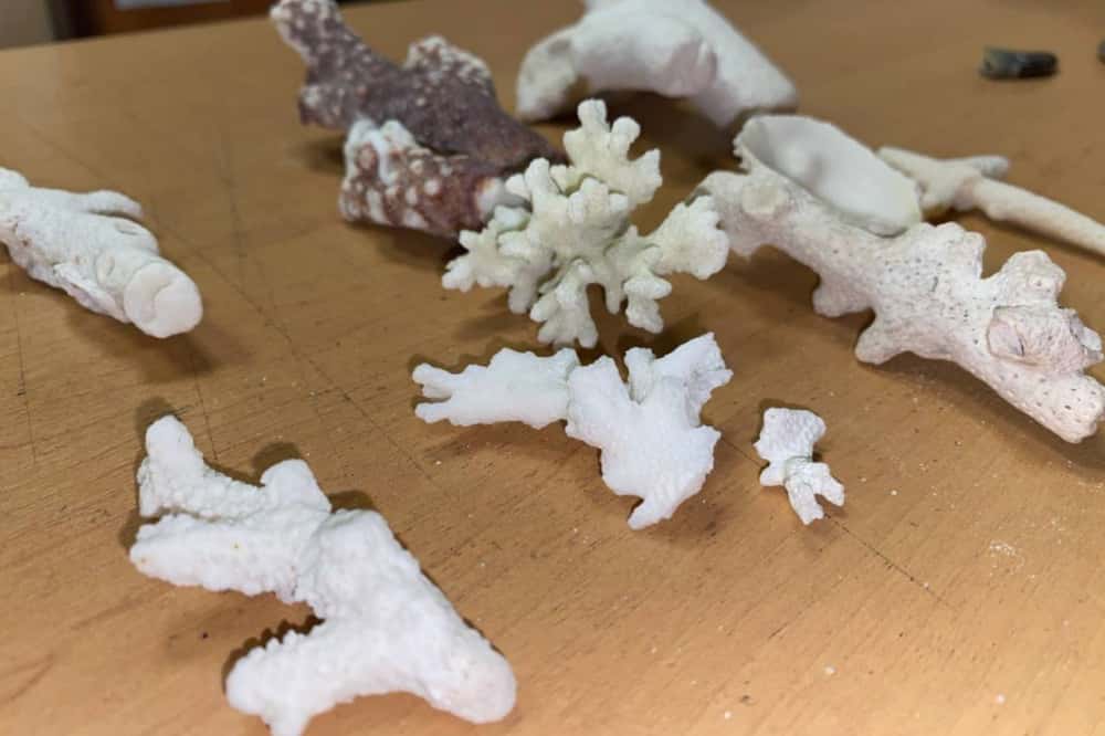 В Свердловской области таможенники задержали женщину с незаконно ввезенными кораллами 