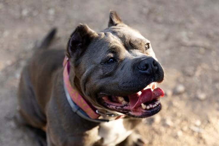 Очередное нападение бездомных собак: в Нижнем Тагиле пострадали две несовершеннолетние девочки