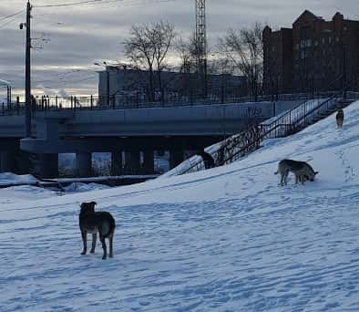 Нижний Тагил атакует стая собак: бездомных животных заметили в парке «Народный»