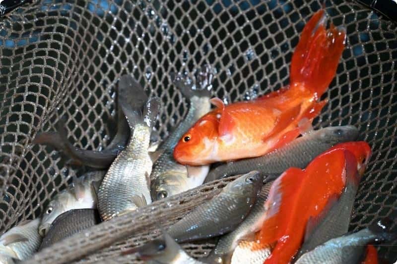 Более 90 тысяч молоди форели вырастят в Свердловской области для продбезопасности