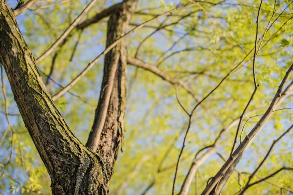 Уже в апреле в Нижнем Тагиле стартует озеленительная кампания