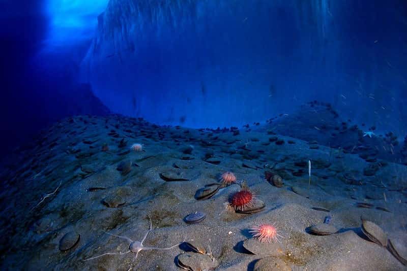 Ученые из Китая обнаружили тысячи новых видов микробов в самой глубокой части океана