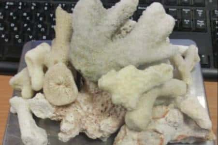 Свердловские таможенники обнаружили 124 коралла в багаже у пассажирки из Дубая