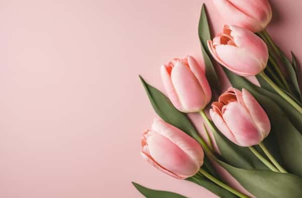 Эксперт рассказал, что тюльпаны содержат алкалоиды и могут негативно влиять на организм человека