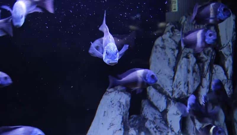 Тагильчанин создал огромный домашний аквариум, где разводит редких африканских рыб 