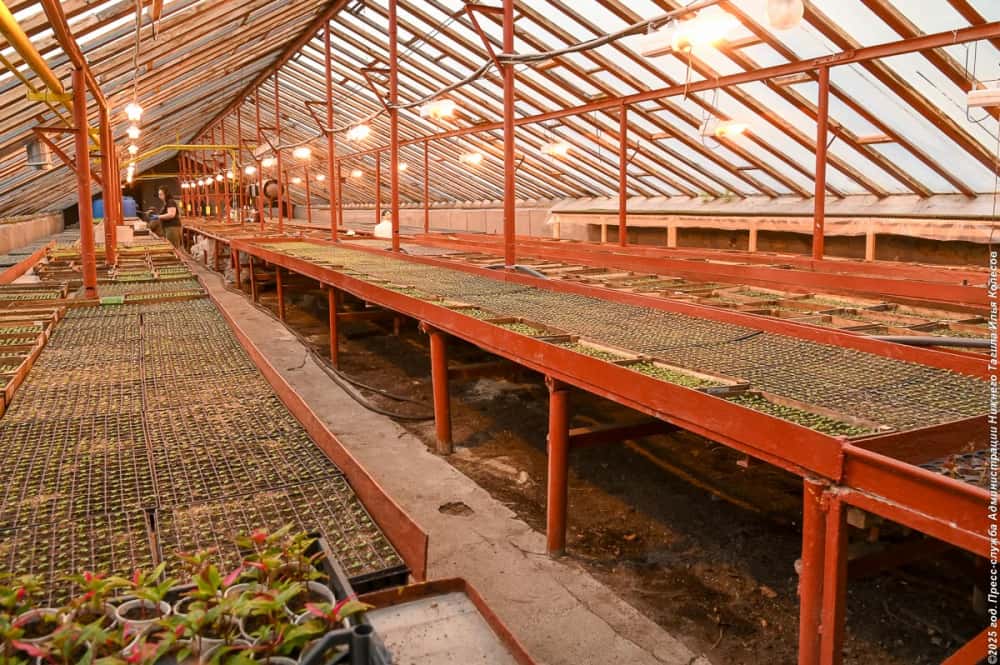 В теплицах тагильского Горзеленхоза подрастает около 370 тысяч цветов 