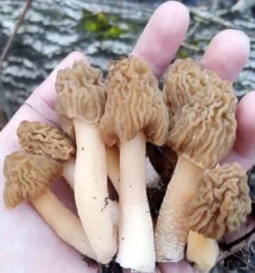 В Свердловской области стартовал грибной сезон: первые сморчки и шапочки уже найдены  