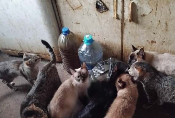 Липкий пол и моча с фекалиями: в квартире Нижнего Тагила обнаружено около 100 кошек   