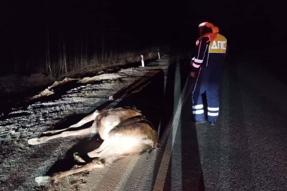 На автодороге «Екатеринбург – Нижний Тагил – Серов» водитель насмерть сбил лося