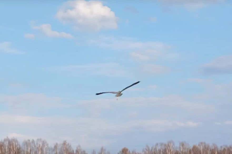 В Нижнем Тагиле после лечения и реабилитации на волю выпустили диких птиц