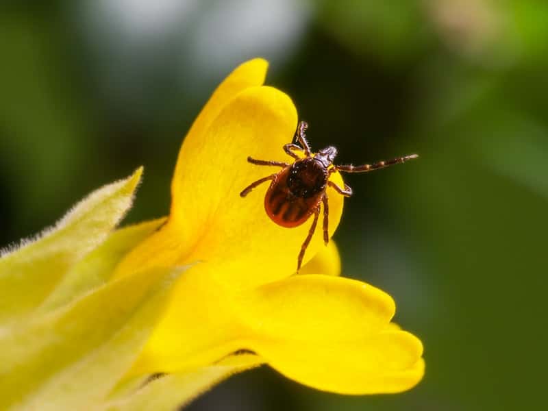 «Клещей полно!»: тагильчанка рассказала, сколько клещей сняла за раз после прогулки