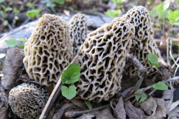 Свердловские грибники собирают полные корзины первых грибов, но специалисты сообщили об опасностях