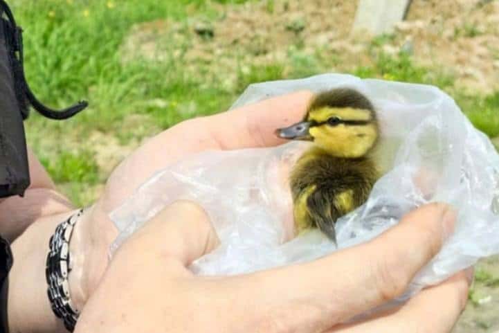 В Нижнем Тагиле специалисты спасли маленького утенка из сливного колодца