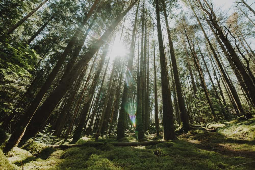 После проверки тагильских специалистов было возбуждено уголовное дело о незаконной рубке леса