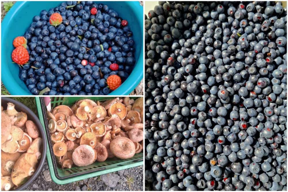 «Устала собирать малину»: свердловчане возвращаются с ведрами ягод и грибов из леса 