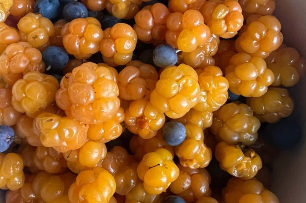 Свердловчане начали активно собирать в лесах региона уникальную ягоду – морошку