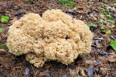 Свердловские грибники обнаружили в лесу редчайший гриб из Красной книги