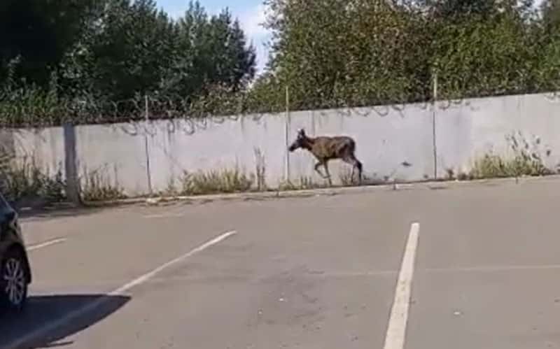 Испуганный лось устроил переполох на тагильской парковке