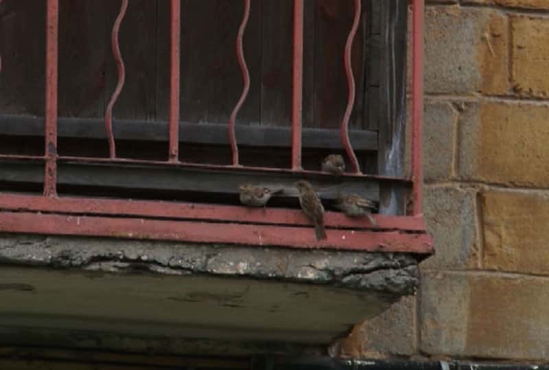 В Нижнем Тагиле школьники пересчитали воробьёв: зачем это делают каждый год