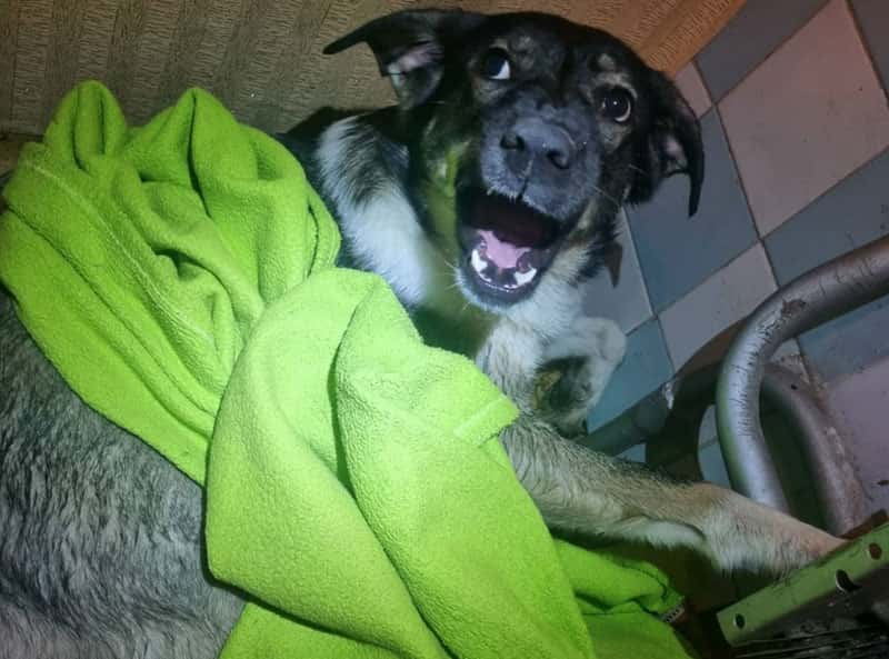 В Нижнем Тагиле спасатели помогли собаке, лапа которой застряла в батарее отопления