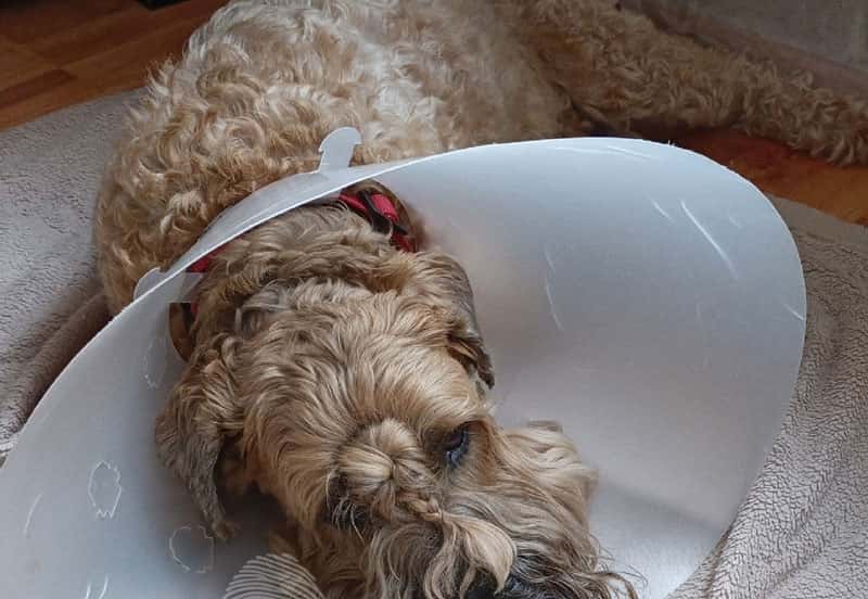 Кавказская овчарка набросилась на терьера: животное едва выжило!