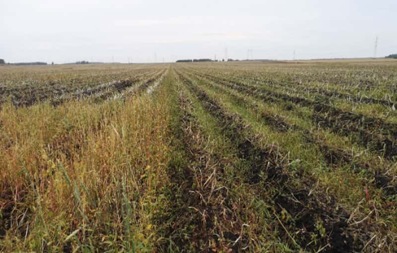 Уральские поля под контролем с воздуха: зачем Россельхознадзор запустил беспилотник