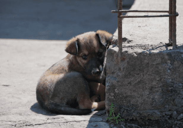 Тагильчане спасли пса с переломом, брошенного с запасом еды — на операцию собрали 50 тысяч рублей
