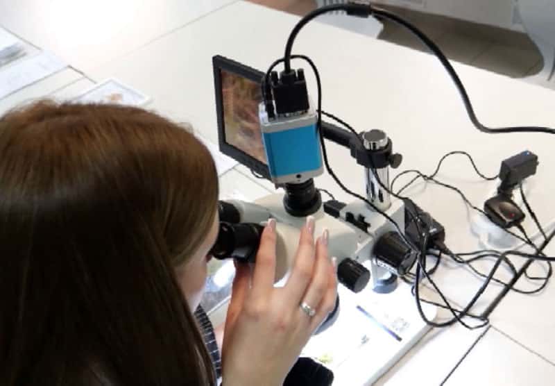 Они нашли красоту в мхах и лишайниках: как две школьницы из Тагила стали лауреатками губернаторской премии