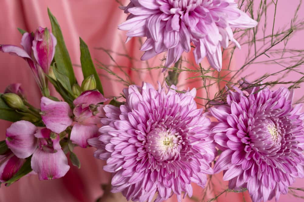 Комнатные растения, которые заменяют очистители воздуха